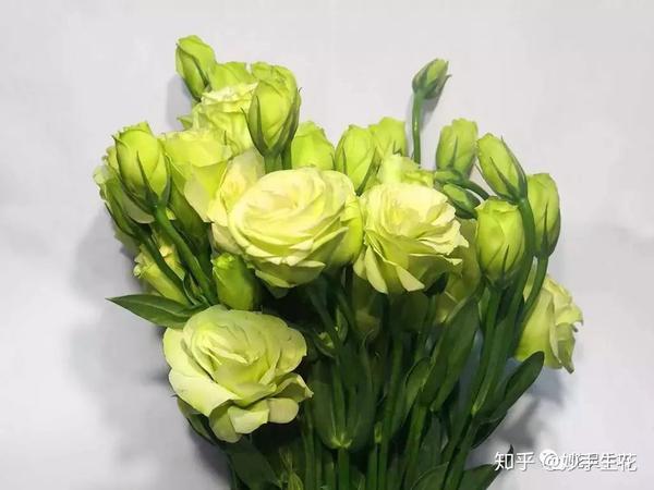 33种花艺常见花材介绍多图
