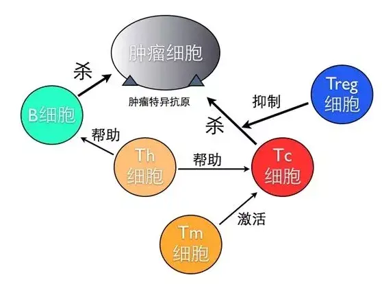 cart在肿瘤微环境中面临哪些挑战