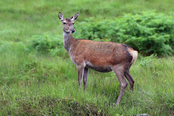 马鹿(cervus elaphus)