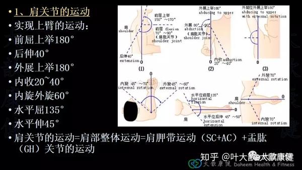 肩关节稳定激活方法 叶大歆 2018-08 1,肩关节的运动 肩关节是实现