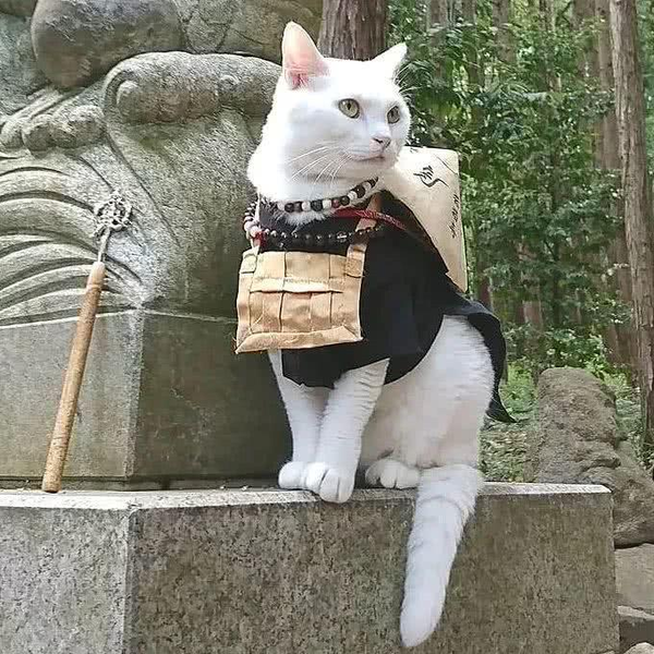 袖虎带你走进日本人的猫世界