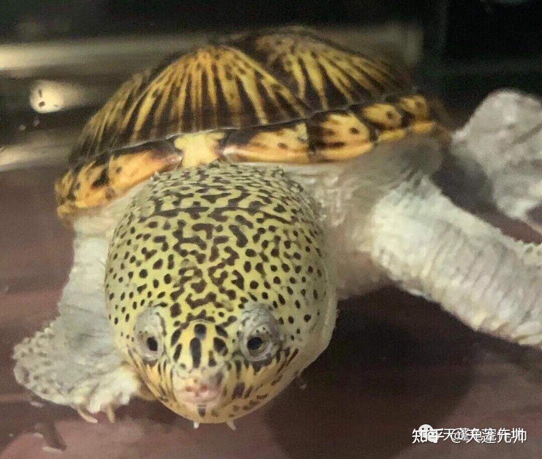 蛋龟之王华丽暴君窄桥麝香龟