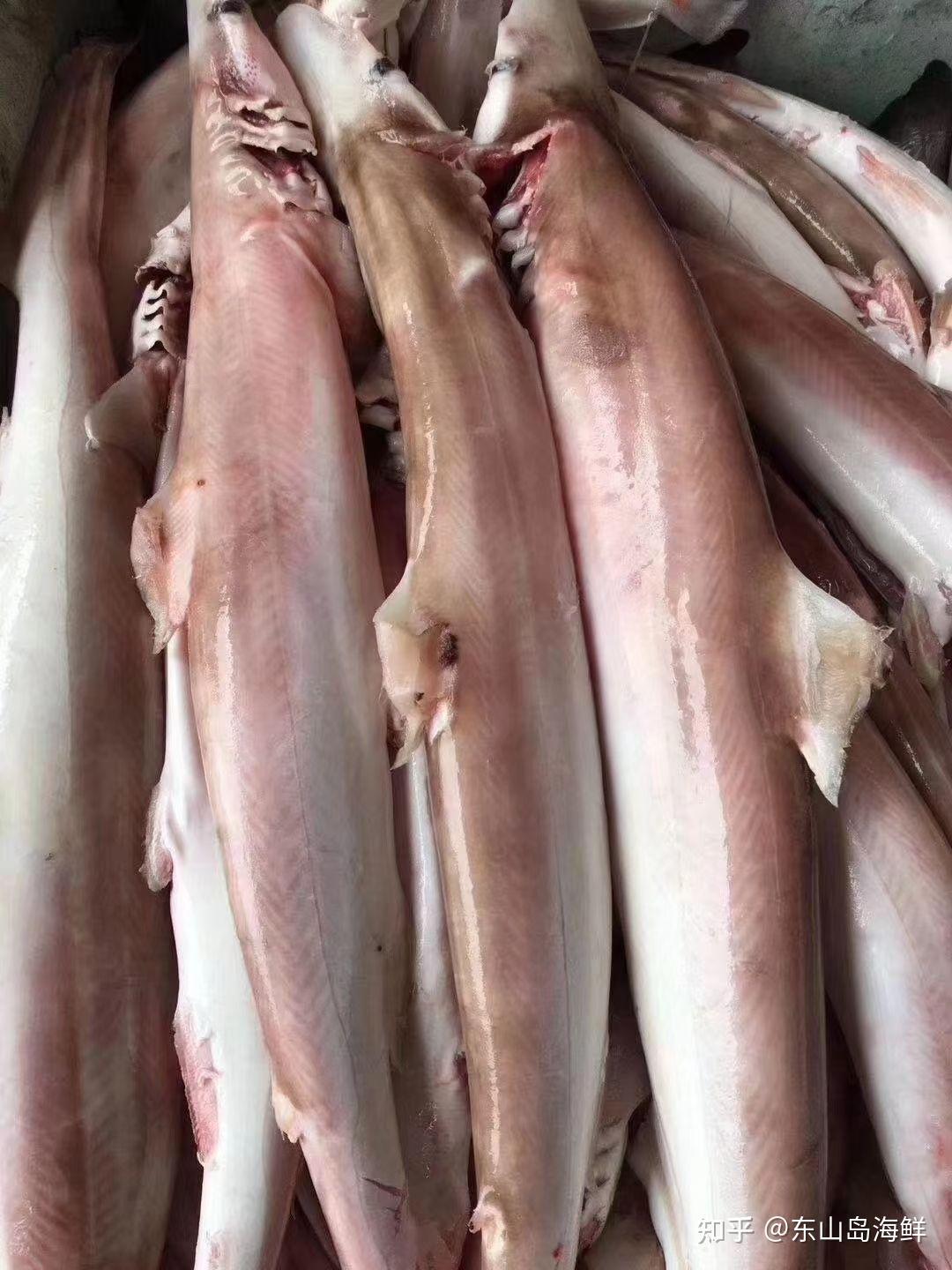 东山岛海鲜小众派——海鲜吃货——小白鲨又称侏儒鲨,石角鲨.