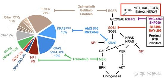 sos抑制剂协同kras抑制剂用于肺腺癌治疗