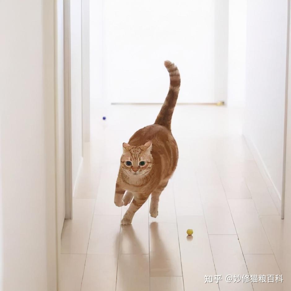猫咪突然在家里疯跑乱窜是为什么