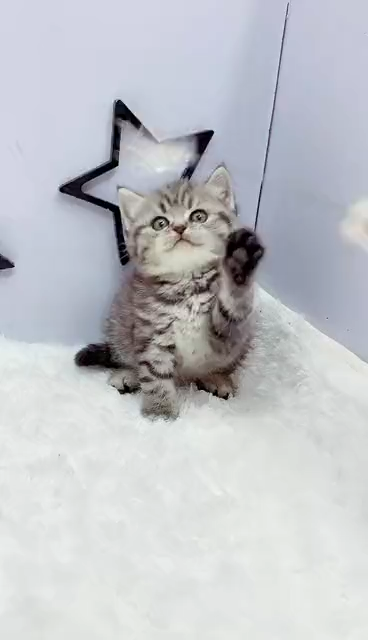 买了只美短 但说实话我觉得也有点土猫的味道哈哈?