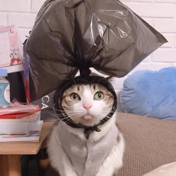 有什么猫狗的情侣头像?