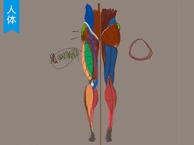 【人体入门】腿部的骨骼结构及肌肉分布教程_绘画教程