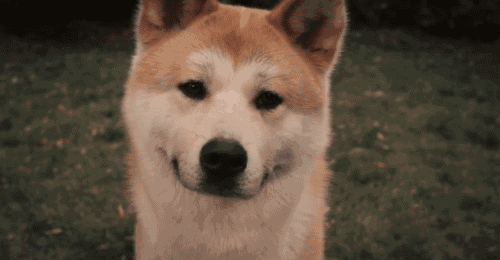 壁纸 动物 狗 狗狗 500_260 gif 动态图 动图