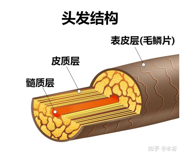表皮层(外层):占头发10-13%的体积,由特化角质以 鳞片状相互堆叠约6