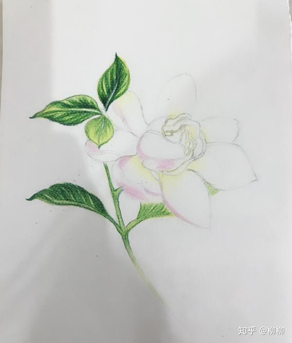 彩铅,栀子花 知乎