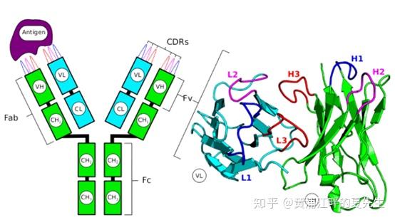 纳米抗体药物与靶向治疗