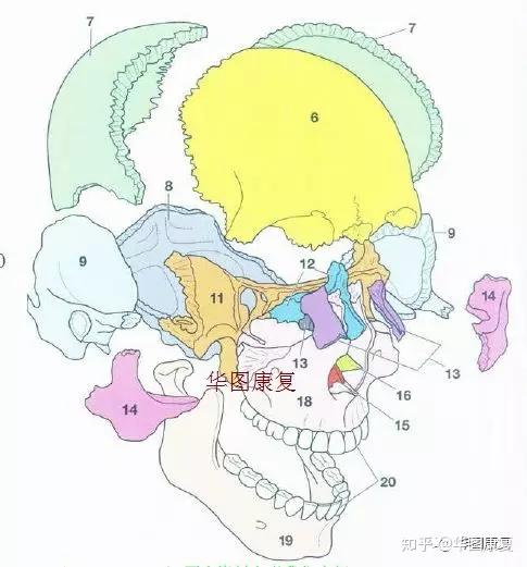 颅骨基础解剖