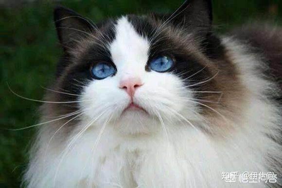 海豹双色布偶猫和蓝双色布偶猫有哪些区别
