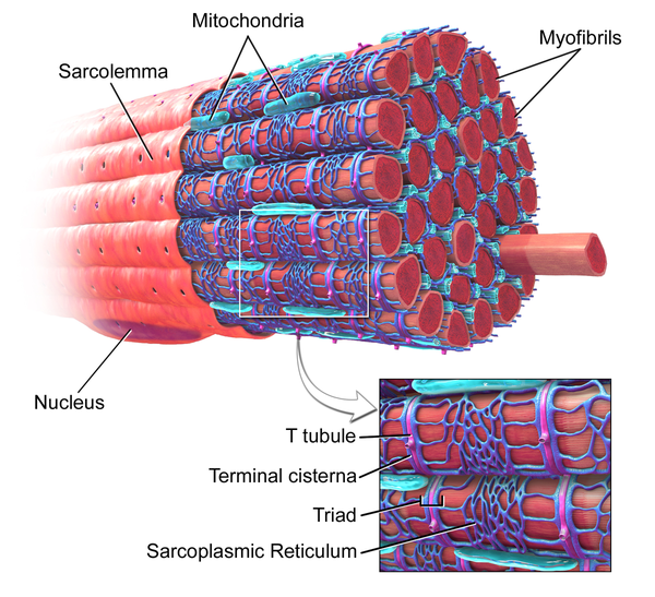 展现了粗细肌丝的阵列 下图 ,蓝色表示肌浆网 下图,分子结构