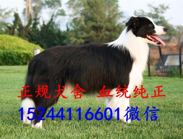 最新边牧犬价格边境牧羊犬好养吗