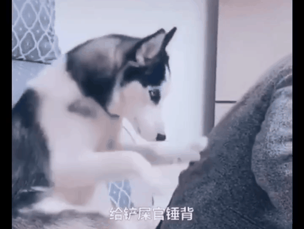 人类已经无法阻止宠物狗了