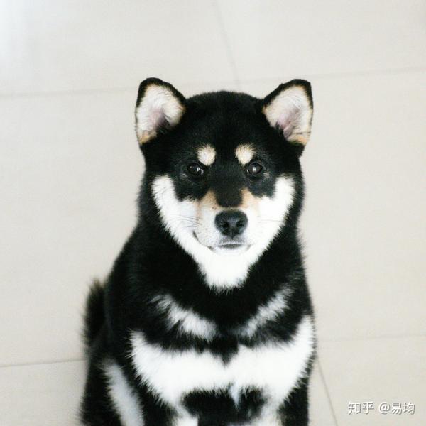 养柴犬是种怎样的体验?