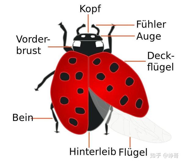 二, der kfer,英语的 beetle,中文是鞘翅目——白话 甲壳虫.