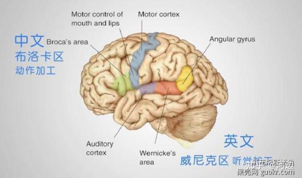 比如说有研究发现我们 中文的加工区域是接近于我们大脑的布洛卡区,而