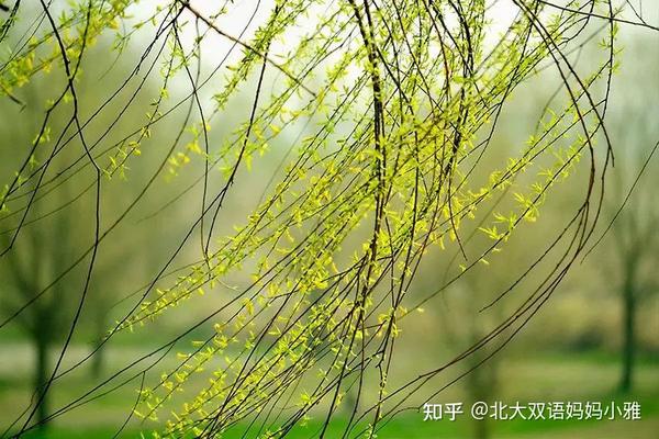 春天和孩子说的英文小草发芽柳树抽新枝冰雪消融动物苏醒