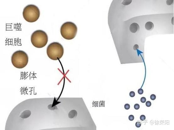 膨体的微孔结构