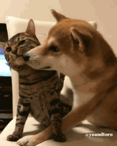 样,整天确腻腻歪歪 三,当然也有一些没有结果的爱情 猫咪和狗狗的爱情