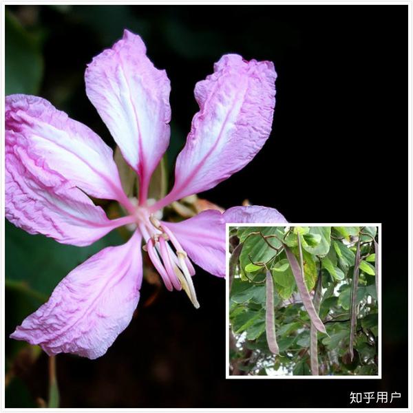 bauhinia purpurea  羊蹄甲(红花羊蹄甲) 花色淡粉或紫红,最容易识别