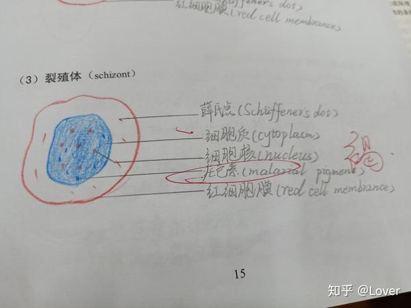 寄生虫绘图册 - 知乎