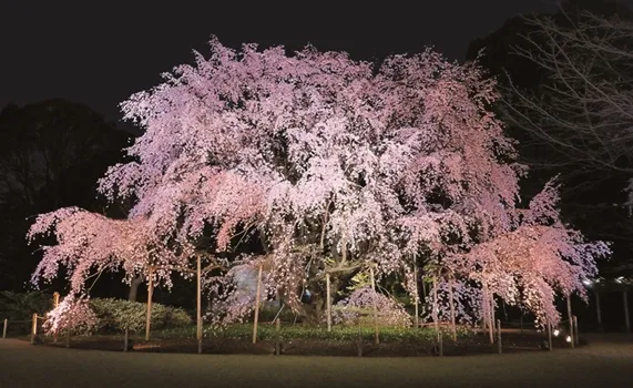 烂漫春日去看樱花吧东京赏樱花最佳地点大盘点