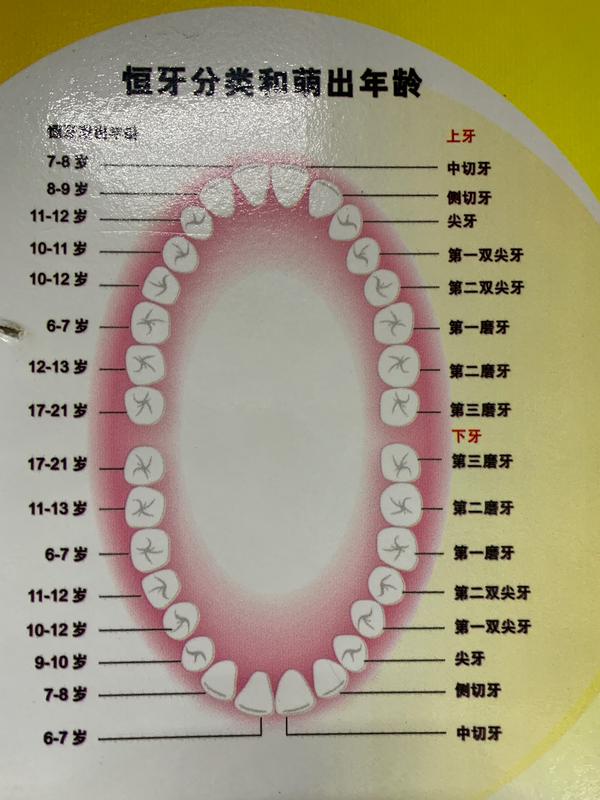 随后每年孩子的乳齿都会脱落换成恒牙,具体哪颗牙什么时候长,下图所示