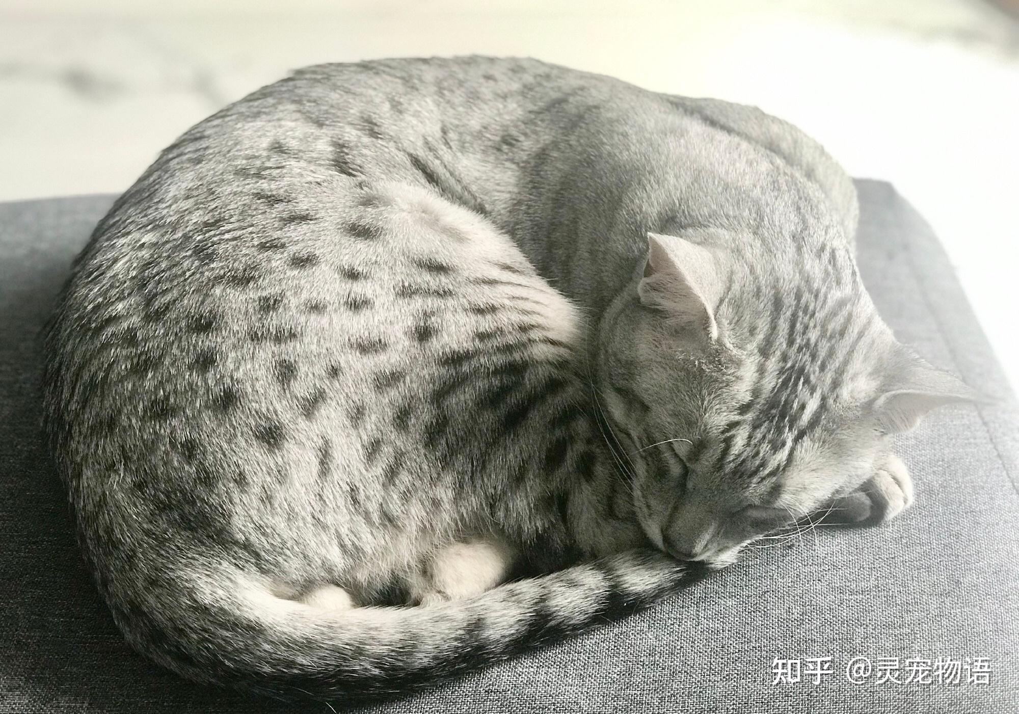 埃及猫的基本知识普及