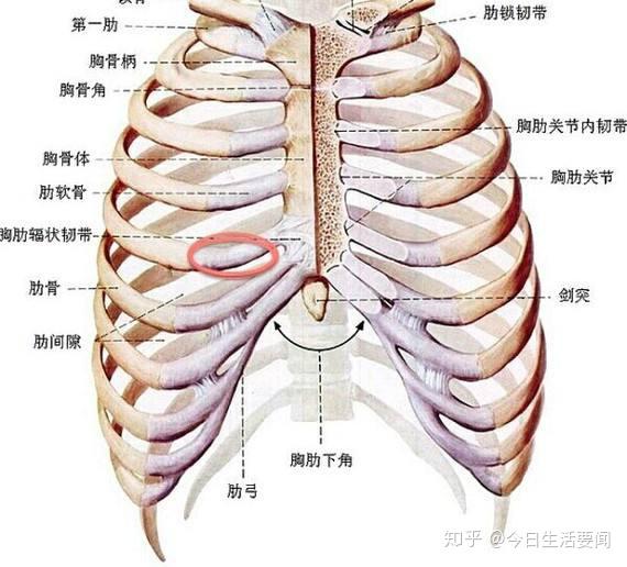 千万不要自体肋骨隆鼻,这些细节你要知道!