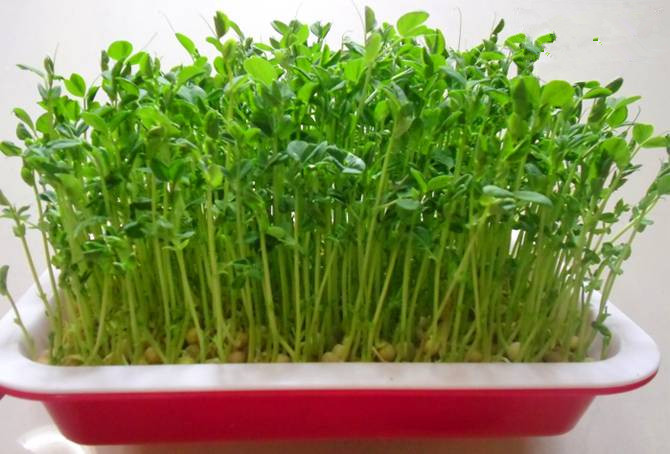 十天左右就可采收的有机蔬菜只用水就可种植的芽苗菜豌豆苗