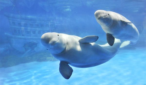 科普|上海海昌海洋公园海洋大揭秘第三弹《会说人话的—白鲸》