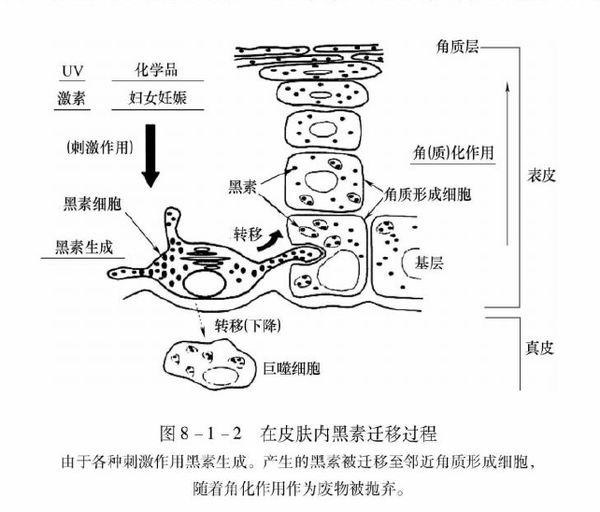 当黑色素已经生成,并且已经转运到皮肤表层,那么我们能做的就是使用