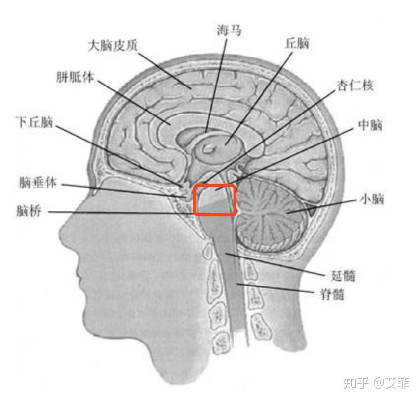 脑的主要结构