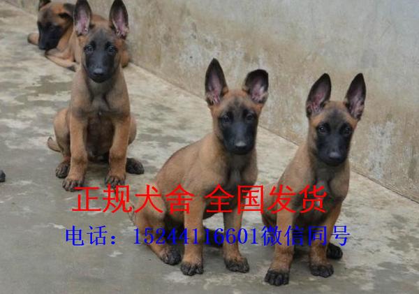 马犬幼犬出售价格