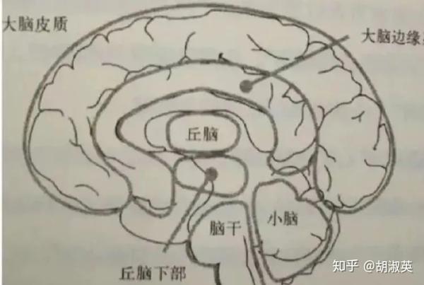 受到压力时,与身体压力一样到达丘脑下部旁核,直接作用到脑干的中缝核