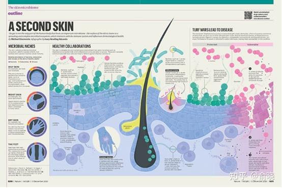 皮肤微生物群及其与人体的关系