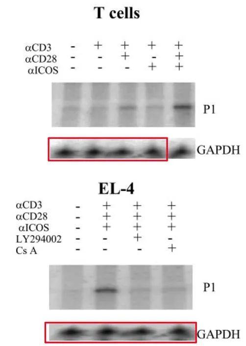 1质疑者linaria rubioides:"figure 4a中,t-cells和el-4的gapdh条带