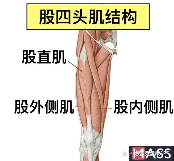 由于膝盖骨连接于股四头肌的下方,用大腿前侧发力不仅使大腿变粗,还会