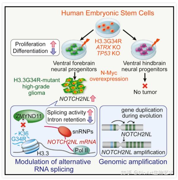 cellstemcell背靠背潜伏在儿童脑中的恶魔h33g34r突变型胶质瘤机制新