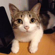 壁纸 动物 猫 猫咪 小猫 桌面 220_220 gif 动态图 动图