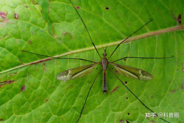 此外,蚊子也是一些昆虫,蜘蛛,青蛙,鸟类的食物来源.
