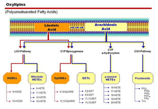 花生四烯酸和亚油酸衍生的氧化脂质以及涉及其生成和分解的主要酶