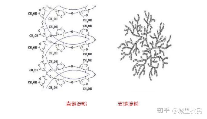 稻米品质好不好米饭口感如何稻米中直链淀粉含量是关键因素