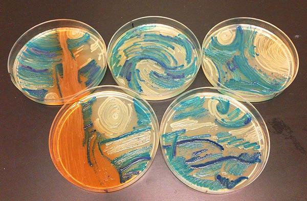 这是美国微生物艺术比赛的星空作品,微生物学家利用细菌在培养皿中