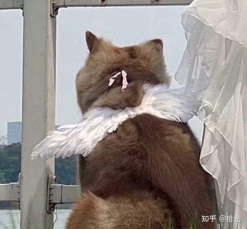 趣味情侣头像情侣头像奇葩搞笑一对超萌搞怪世界这么大而我真正想落脚