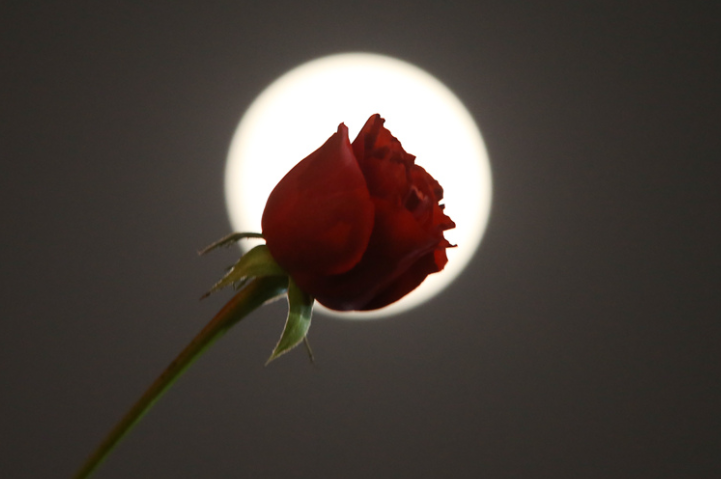 千诚现代诗:月亮的玫瑰